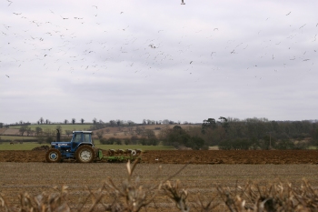 Gulls feeding on what the tractor uncovers